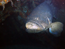 Underwater Ocean and seas picture from Dayo Scuba, Winter Park, Orlando, Florida